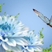 Free-Fllower-Butterfly-Wallpaper-1080