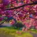 nature-flowers-trees-hd-photo-2-7-flowers-wallpaper7-1-600x338