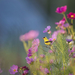 nature-grass-blossom-bird-plant-field-photography-meadow-leaf-flo