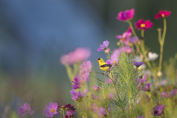 nature-grass-blossom-bird-plant-field-photography-meadow-leaf-flo