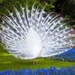 Wallpaper-Of-White-Peacock-13