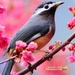 whiteeared-sibia-animals-birds-blossoms-pink-flowers-1280x768-wal