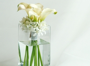 3341112-calla-lilies-flowers-white-flower-vase-water