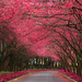 beautiful-Pink-cherry-blossoms-HD-Wallpaper-Images