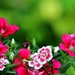 dark-pink-flowers-1600x900-wallpaper