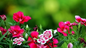 dark-pink-flowers-1600x900-wallpaper