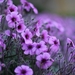 Geranium-purple-flowers_1600x900