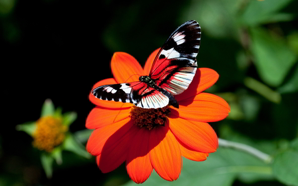 Red-Butterfly-Wallpaper-Designs