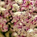 spring-flowers-background-wallpaper-spring-tree-flowers-categorie