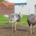 IMG_1437_2024-10-20_RAMc_Afsluitingsrit_onderweg_Halen_Grote-kip