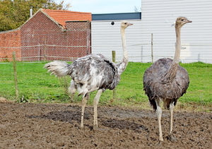 IMG_1437_2024-10-20_RAMc_Afsluitingsrit_onderweg_Halen_Grote-kip