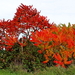 IMG_1441_2024-10-20_RAMc_Afsluitingsrit_onderweg_Halen_Herfst-kle