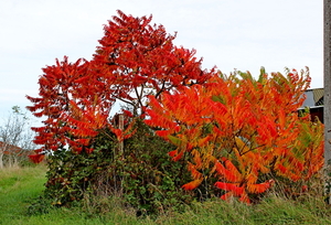 IMG_1441_2024-10-20_RAMc_Afsluitingsrit_onderweg_Halen_Herfst-kle