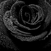 black-rose_2028348391