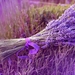 bunch-lavender_1640303695