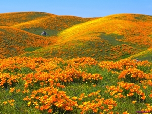 california-poppies_2039554739