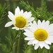 chamomile-close-up_231081660