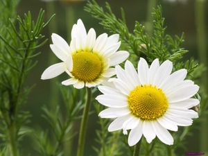 chamomile-close-up_231081660