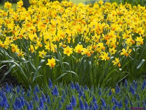 daffodils_1526947738