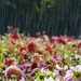 dahlia-field_253754897
