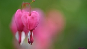 dicentra-bleeding-heart_1781736907