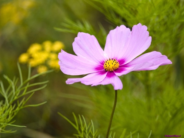 garden-cosmos_583836943