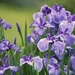 japanese-irises_1364782173