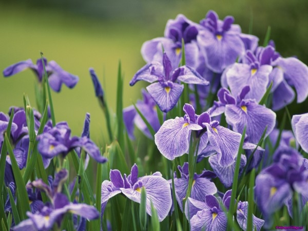 japanese-irises_1364782173