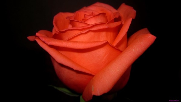 orange-rose-in-the-dark_1451405258