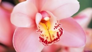 orchid-flower_1753005853