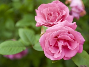 pink-roses_1220956645