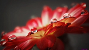 red-gerbera-flower_1470086719