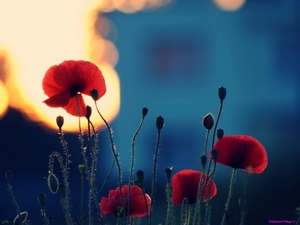 red-poppies_677846246