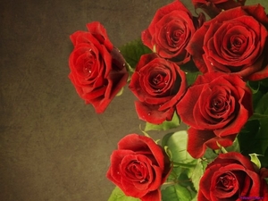 red-roses_1512685374