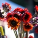 red-sunflowers_1949801737