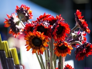 red-sunflowers_1949801737