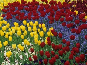 spring-tulips-and-pansies_1835100542