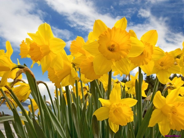 sunny-daffodils_685650211