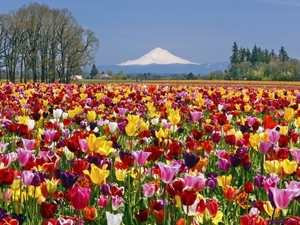 tulip-field_617334075