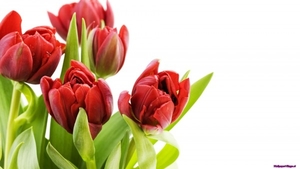 tulips-2_1290404771