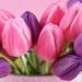 tulips-3_1712064943