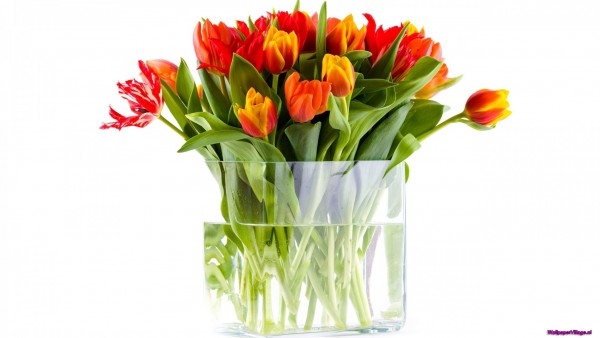 tulips-5_874838633