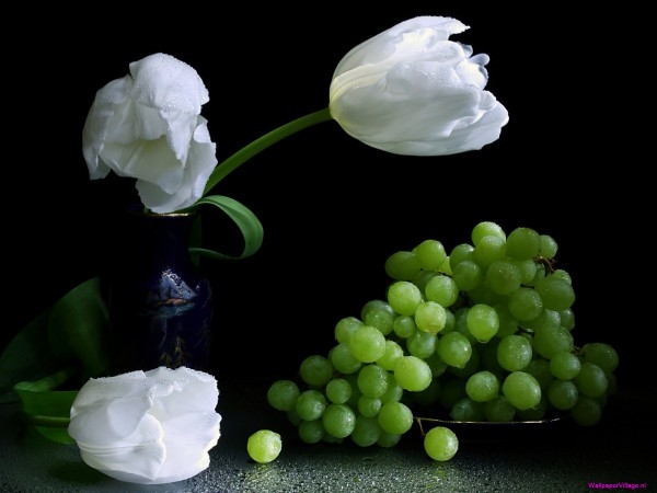 white-and-tulips_1684794945