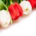 white-red-tulips_88334557