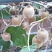 DSCF7998