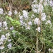 DSCF8033