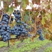 IMG_20241003_120302874