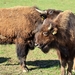 bison-3310931_960_720