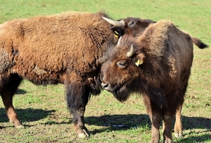 bison-3310931_960_720