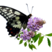 butterfly-3229826_960_720